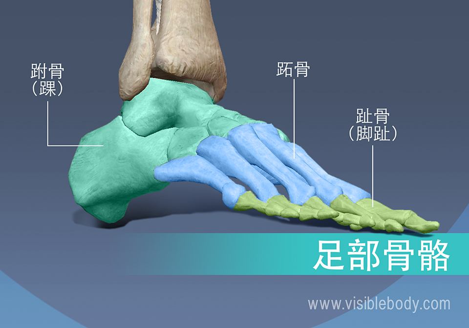 足部的骨骼，跖骨、近节、中节和远节趾骨